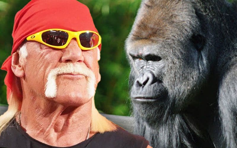 Hulk Hogan Claims 100 Men Could Beat a Gorilla—If He’s Leading Them